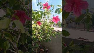 Hibiscus flowering plant hibiscusflower [upl. by Struve]