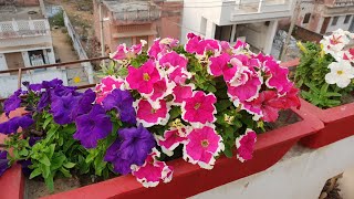 How to Grow and Care Petunia Plant  Care of Petunia Plant [upl. by Danice923]