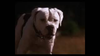 Homeward Bound The Incredible Journey Clip 2 [upl. by Majka748]