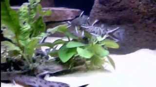 Synodontis Petricola amp Polli Colony Fish Tank [upl. by Assirk]