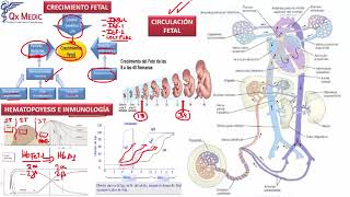 9 CRECIMIENTO Y CIRCULACIÓN FETAL HEMATOPOYESIS E INMUNIZ [upl. by Ibbetson]