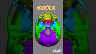 Cranium Bone8Skull anatomy biology shortvideo trending bones [upl. by Capello]