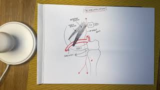 The Subclavian Artery  Anatomy [upl. by Nerty]