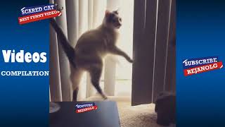 Scared Cat Compilation 2018  Try Not To Laugh [upl. by Alol]