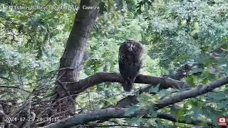 Hays Eagles 23 Year immature eagle visits the nest 😍🦅 07252024 [upl. by Anitnamaid900]