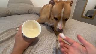 Honest Review of Mushers Secret Dog Paw Wax [upl. by Yramliw30]