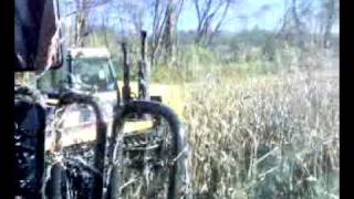 8010 Case IH Combine Harvesting Corn [upl. by Anwad]