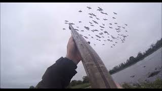 The delayed season opener duck shooting wildfowling waterfowling Ireland Lough Neagh Shotkam hunting [upl. by Berte]