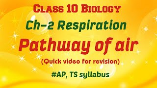 RespirationPathway of airQuick bytes for revision class 10 class10biology revisionexam [upl. by Reeve841]