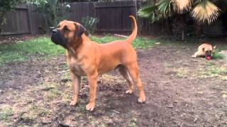 Boerboel guard dog [upl. by Mutat]