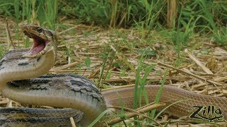 Radiated Rat Snake Zilla Beyond the Glass  Episode 1 [upl. by Singhal]