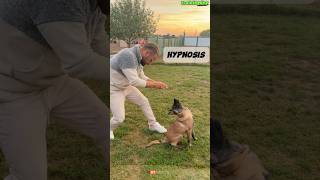 🔥 Special Dog Training dog germanshepherd dogtraining belgianmalinoisdog malinois [upl. by Brandenburg]