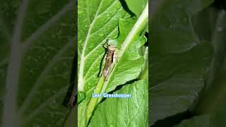 Pseudoxya diminuta is a species of Grasshopper in the monotypic genus Pseudoxya [upl. by Orgalim]