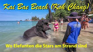 2024  Kai Bae Beach auf Koh Chang Thailand  wo Elefanten die Stars am Strand sind [upl. by Euqnomod]