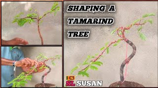 bonsai  shaping a tamarind tree 🌲🌳  bonsai story 29 tamarind [upl. by Duaner]