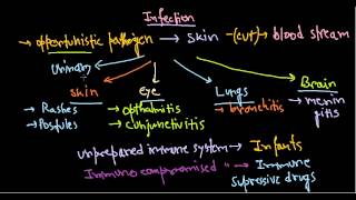 Pseudomonas aeruginosa infection [upl. by Aseen]