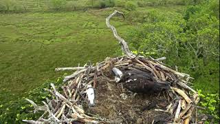 Glaslyn Osprey Mrs G protects her dying chick 28 May 2021 [upl. by Bottali]