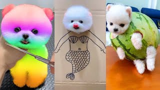 Cute Pomeranian Puppies Doing Funny Things 8  Cute and Funny Dogs [upl. by Taggart]