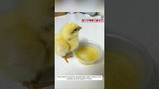 This family found an abandoned baby chick in the bushes and brought it home animalshorts [upl. by Cozza487]