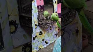 parrotsinging talkingparrot birds [upl. by Onitnelav]