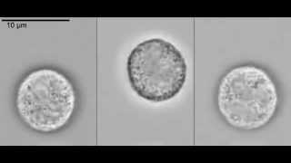 Passive nonadherent live human neutrophils [upl. by Wilma848]