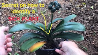 Secret on early identifying a sick plant [upl. by Einnalem]