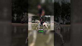 HORSE Appaloosas Artful Hide animalshorts caballos animalshortsvideohorse horses shortvideo [upl. by Jessi538]