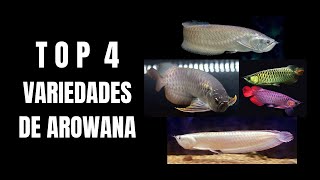 4 VARIEDADES DE AROWANA [upl. by Elizabeth485]