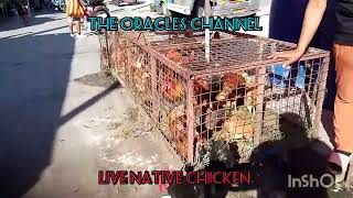 LIVE NATIVE CHICKEN 4 SALE livechickennativechickens viral [upl. by Livvy]