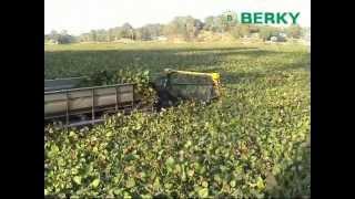 BERKY Triton 550 Aquatic Weed Harvester harvesting water hyacinth [upl. by Ogilvy]