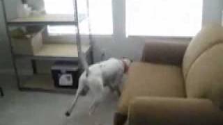 Laser mounted to dogs collar Hilarity ensues 104 [upl. by Kal]