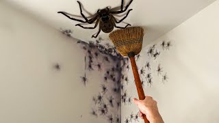 these SPIDERS are infesting my room [upl. by Yael393]