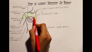 Lymphatic drainage of breast  diagram [upl. by Elleda]