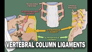 VERTEBRAL COLUMN ANATOMY 22  Ligaments and the Spinal Cord [upl. by Blunk]