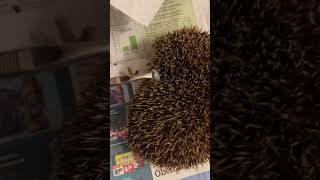 Help Wild Hedgehog to Remove Parasite shorts hedgehog wildlife animals animalrescue parasite [upl. by Heath]