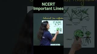 Subaerial Modifications Of Stem  Stolon Sucker Runner Offset  NCERT Important Lines  neet2025 [upl. by Yslehc]