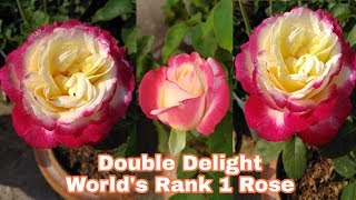 Rose varieties Double Delight Imperatrice Farah amp many more by Garden Gyan [upl. by Adila540]