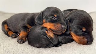 Dachshund puppies from 0 to 4 weeks old [upl. by Aldarcy]