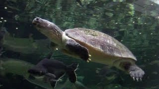 採食中のボルネオカワガメ （板橋区立熱帯環境植物館）Malaysian giant turtle [upl. by Pappas]