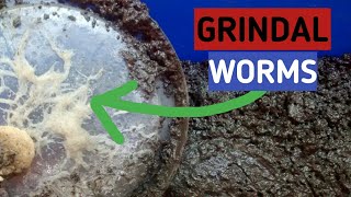 How To Culture Grindal Worms Soiless Method 2020 Best Tip [upl. by Aicilra146]