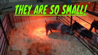 We have PIGS  HOW TO RAISE SHOW PIGS [upl. by Kahn]