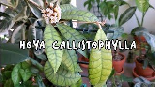 HOYA CALLISTOPHYLLA CARE AND TRICKS TO GET FLOWERS  Propagation Too [upl. by Beulah]