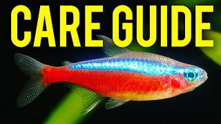 Cardinal Tetra Care Guide  How to Tell Cardinal Tetras amp Neon Tetras Apart [upl. by Luciana]