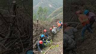 Process Of Removing Dry Firewood To Set Up A Fire  Break In The Mountain Forest [upl. by Tapes]