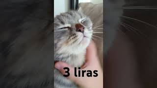 3 liras [upl. by Candy]