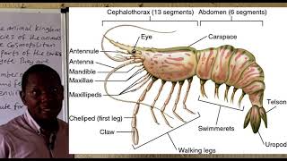 Phylum Arthropoda [upl. by Hardie990]