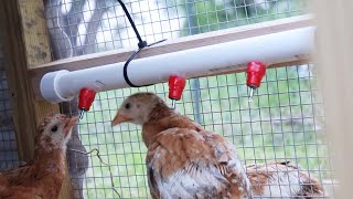 DIY PVC Pipe Chicken Waterer [upl. by Ainafetse]