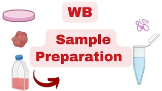 🛑 WESTERN BLOT MASTERY Complete Guide to SAMPLE PREPARATION [upl. by Niawtna]