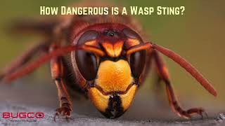 Are Wasps Dangerous [upl. by Drwde]