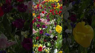 Tulips Floriade Canberra  Australia [upl. by Airam67]